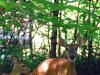 Deer and her fawns